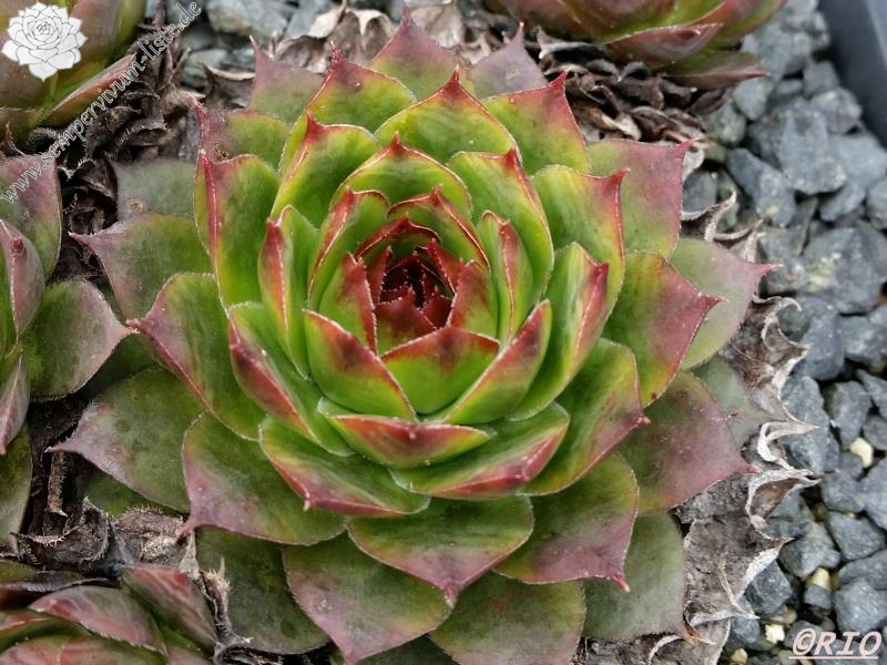 Bungeanum