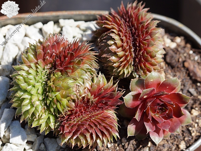 Butterbur Crests