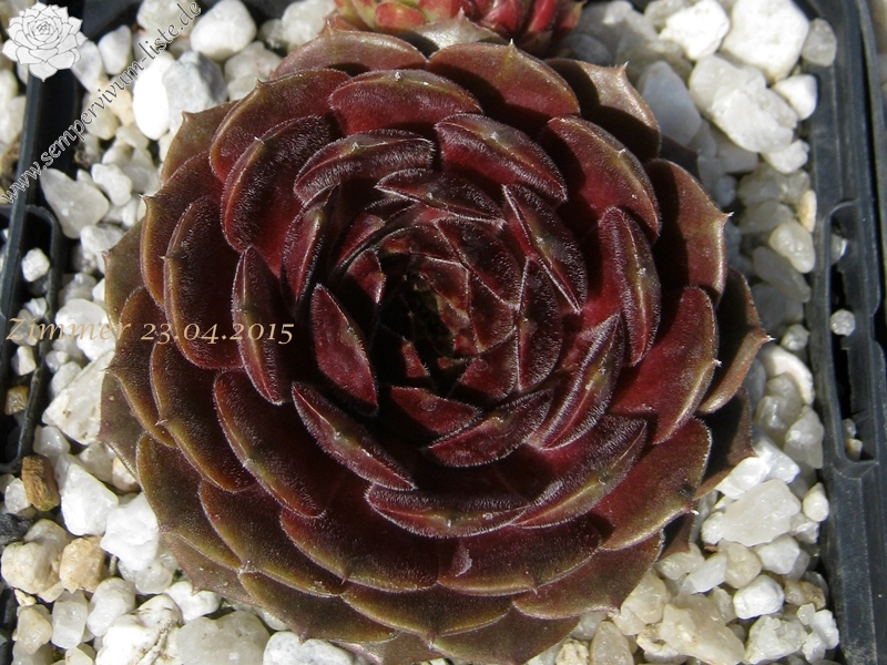 Haccombe Ruby