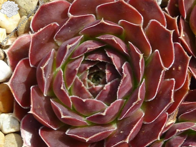 Monte Centenari / Jovi