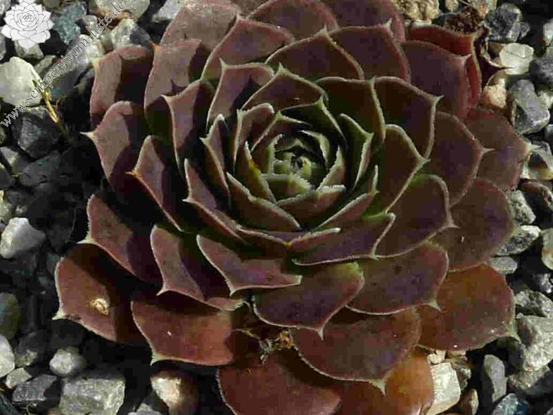 Monte Centenari / Jovi