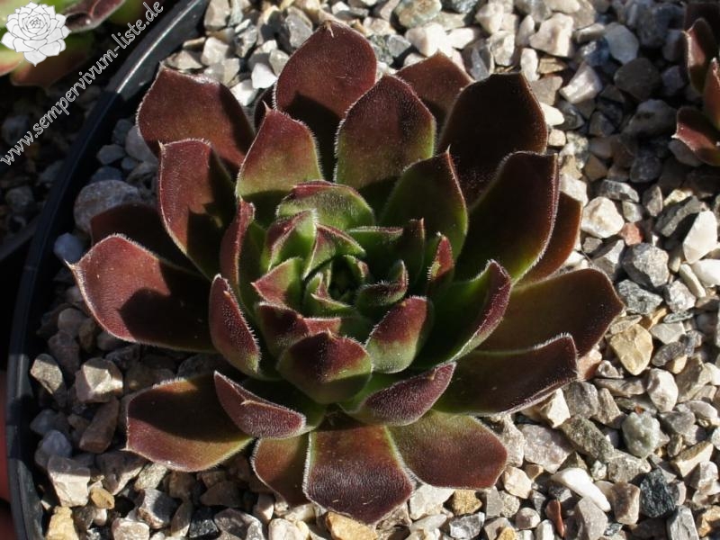 Bertwin / Jovi ( II )