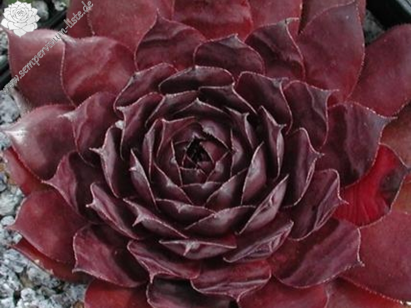 Black Rouge
