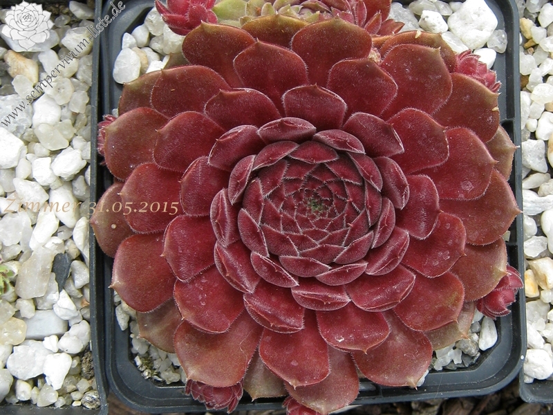 Haccombe Ruby