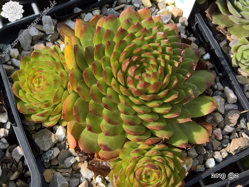 Bibigon | Sempervivum-Liste