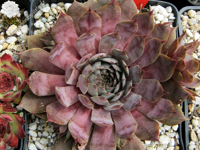Braunella