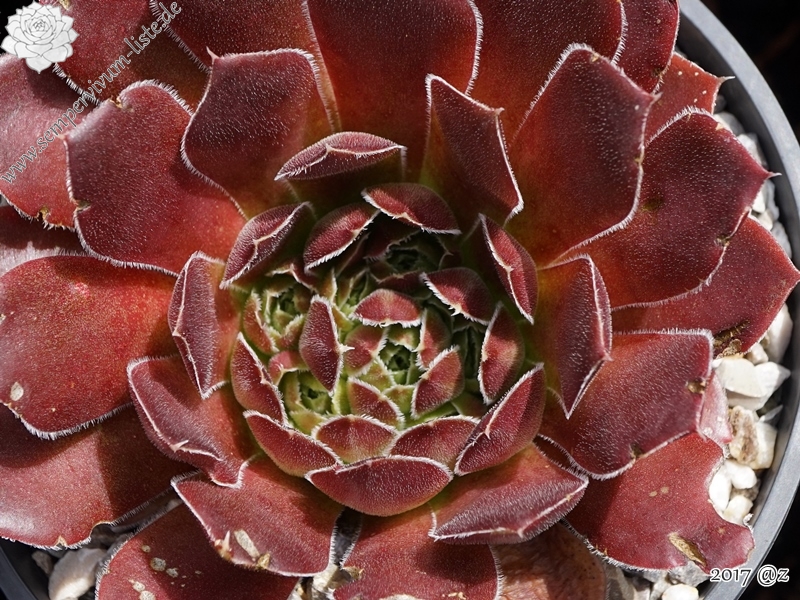 Bertwin / Jovi ( II )