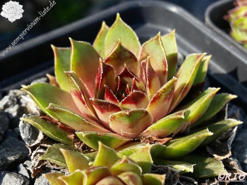 Bibelot
