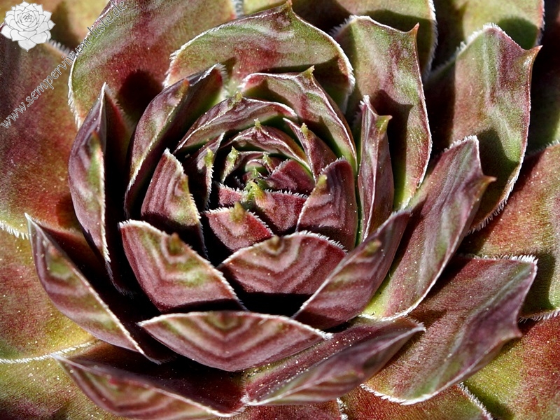 Devon Dawn | Sempervivum-Liste