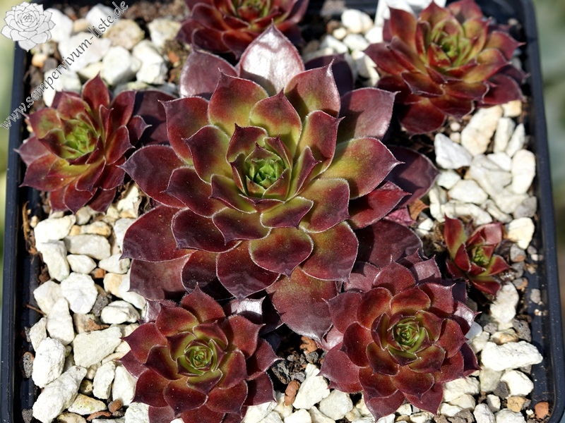 Devon Dawn | Sempervivum-Liste