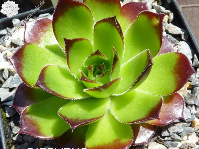 Diepvens Julia / Jovi