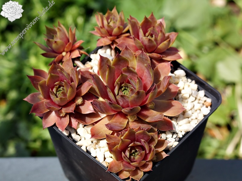 Xenia