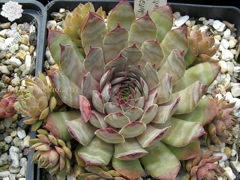 Metallicum Giganteum