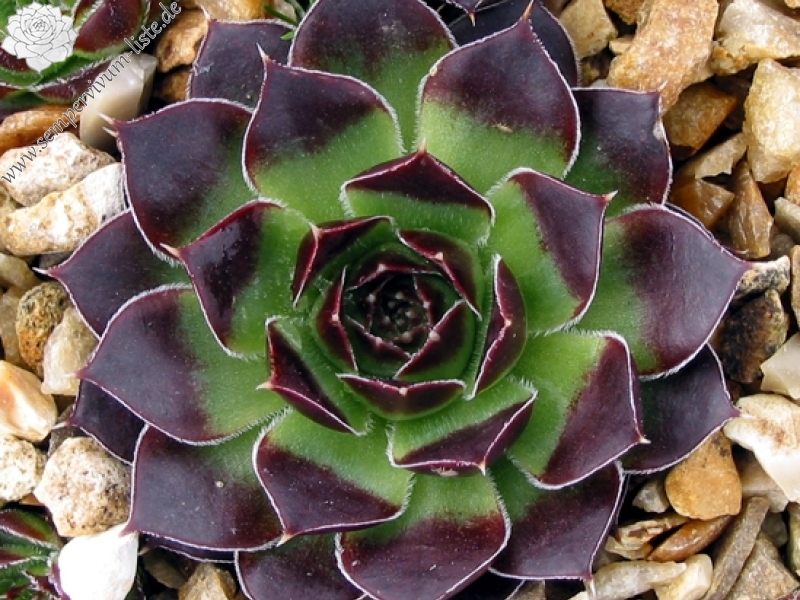 Miller's Violet / Jovi