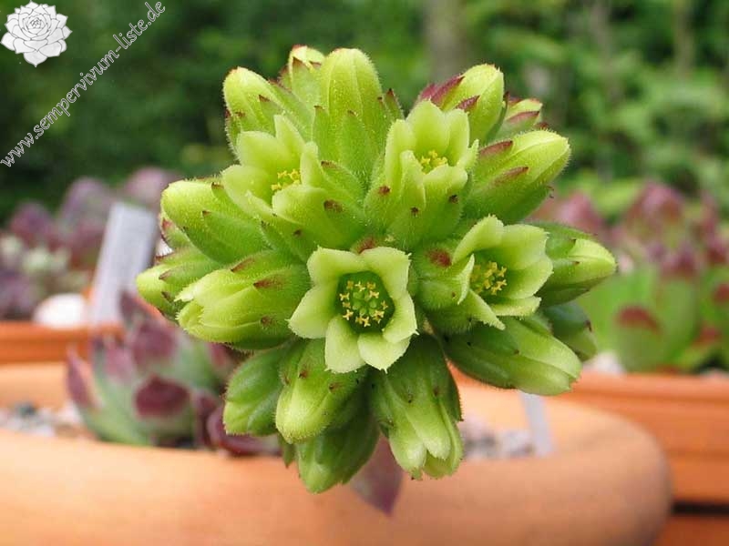 Miller's Violet / Jovi