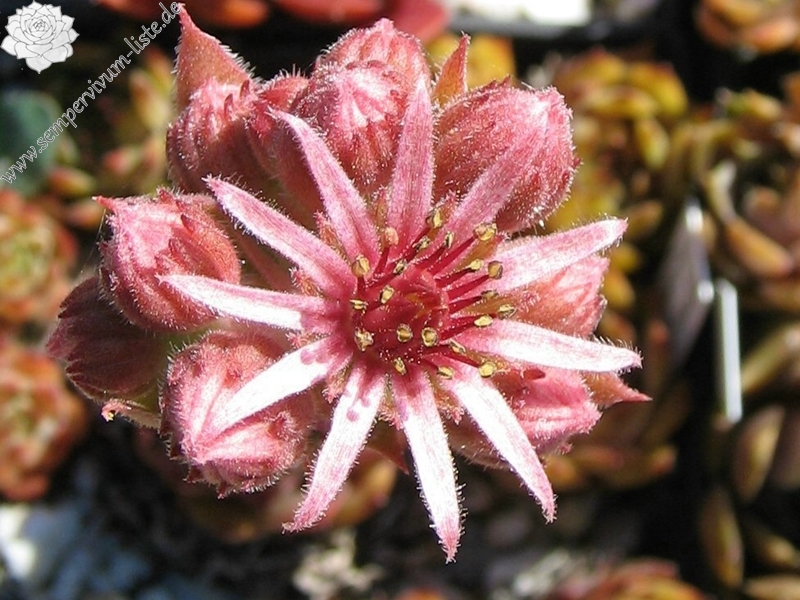 Metallicum Giganteum