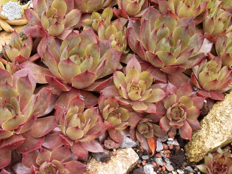 Metallicum Giganteum