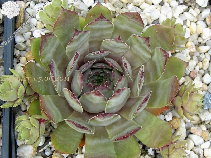 Metallicum Giganteum