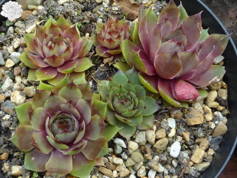 Metallicum Giganteum