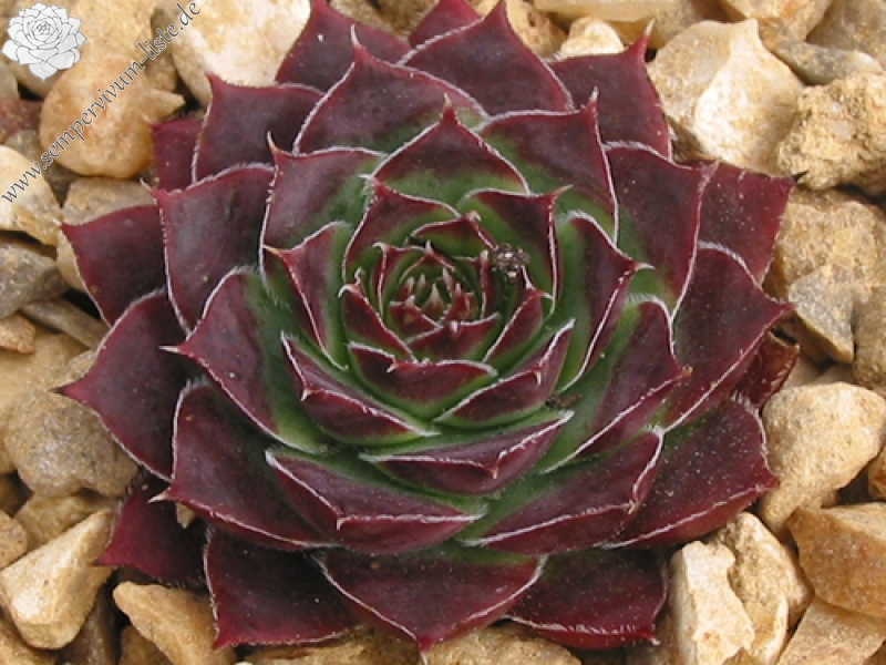 Miller's Violet / Jovi