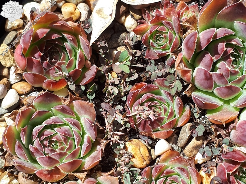 Miller's Violet / Jovi