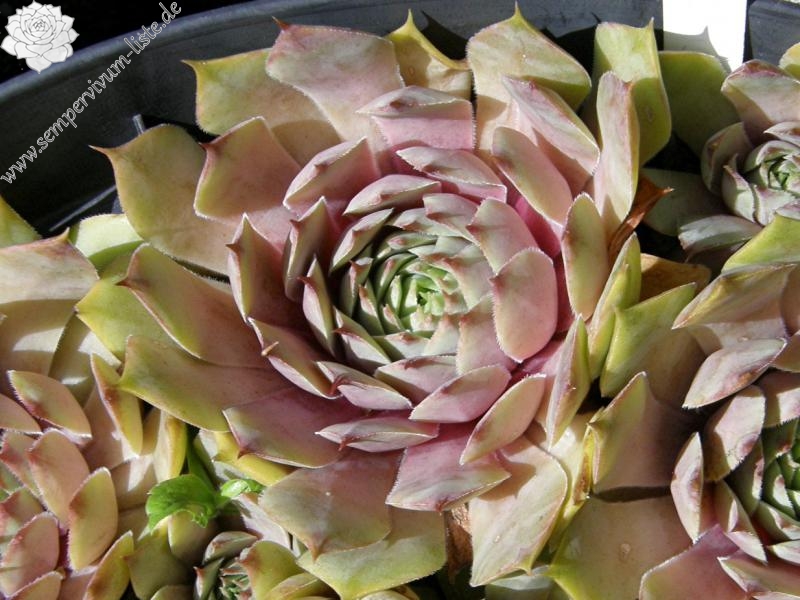 Metallicum Giganteum