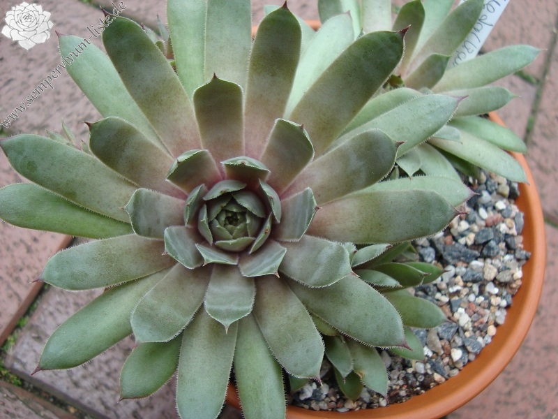 Metallicum Giganteum