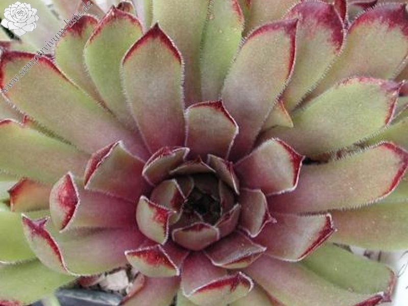 Argus Eye