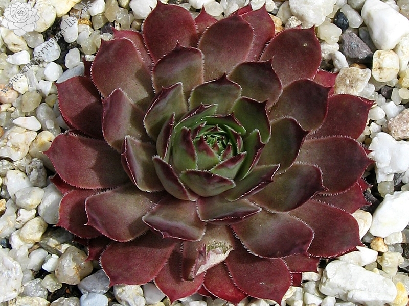 Arondina