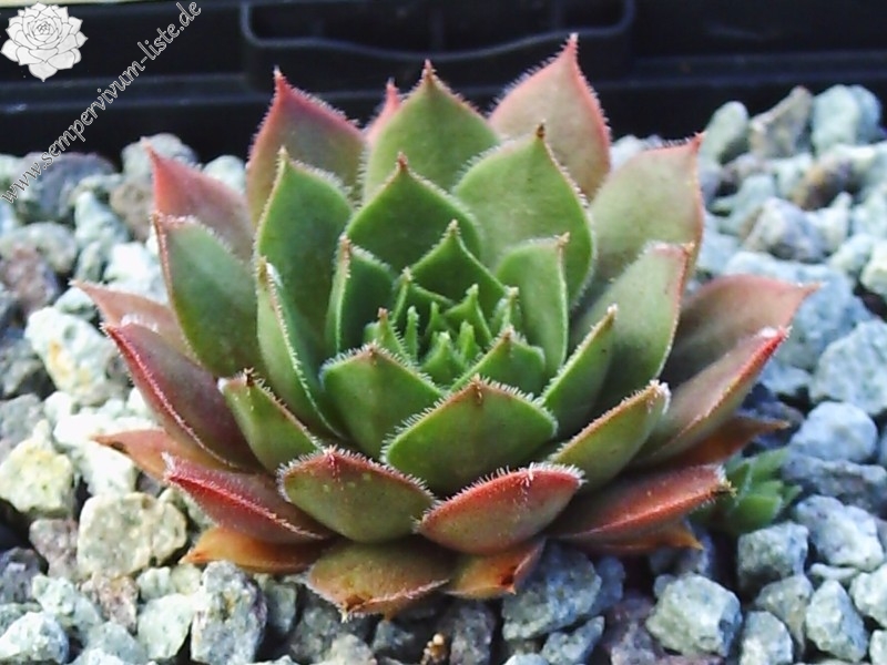 Arrowheads Red