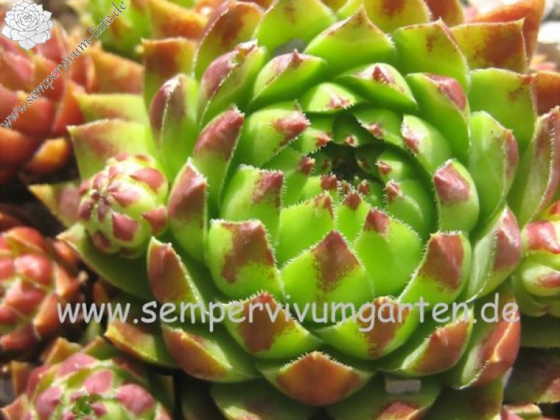 Astrid / Jovi ( II )