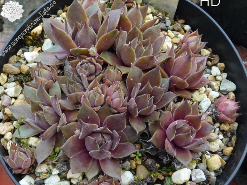 Atroviolaceum ( II )