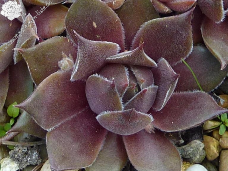 Atroviolaceum ( II )