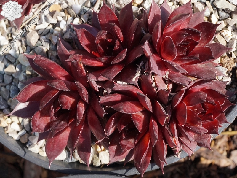 Atroviolaceum Heimlich