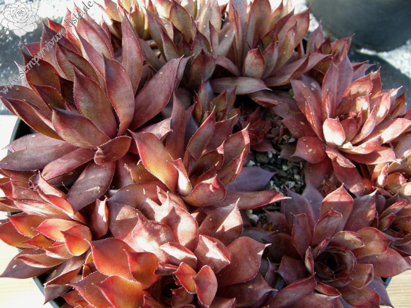 Atroviolaceum Heimlich