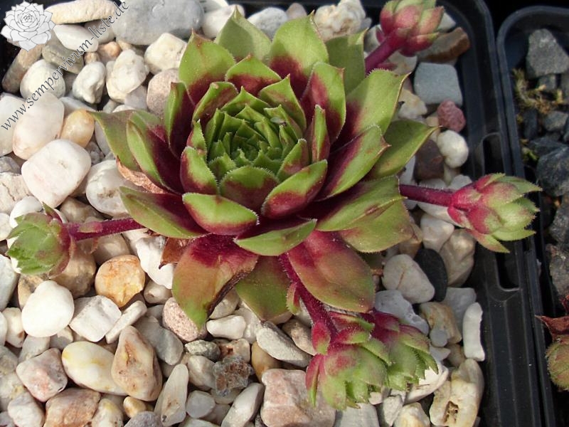 Atroviolaceum Heimlich 2