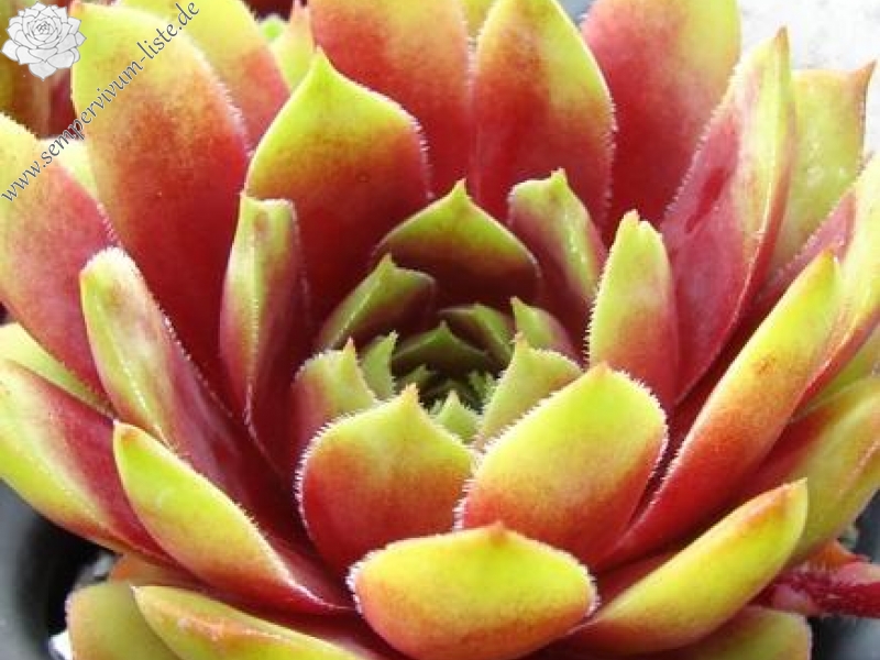 Atroviolaceum Heimlich 2
