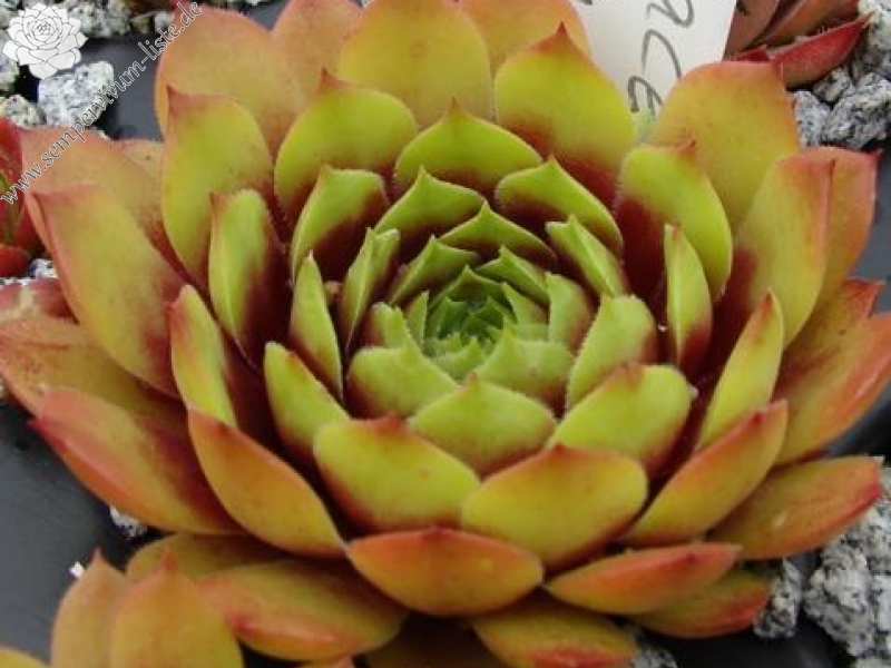 Atroviolaceum Heimlich 2