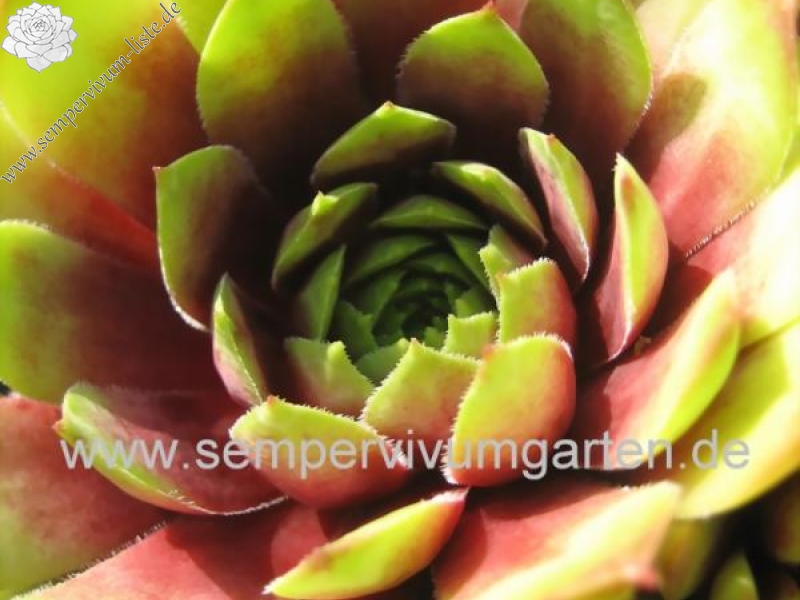 Atroviolaceum Heimlich 2