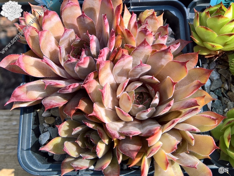 Atroviolaceum Heimlich