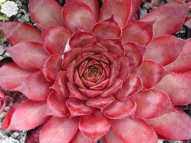 Atroviolaceum Heimlich