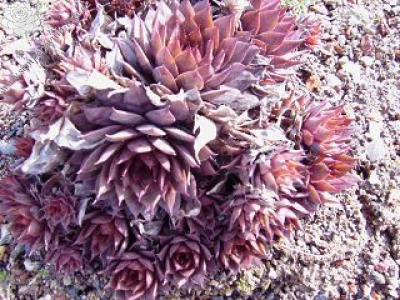 Atroviolaceum Heimlich