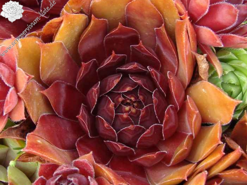 Augenstern
