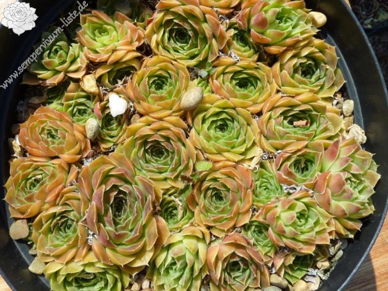 Bermuda Sunset / Jovi