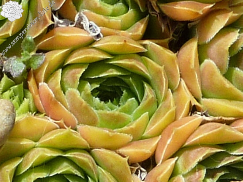 Bermuda Sunset / Jovi