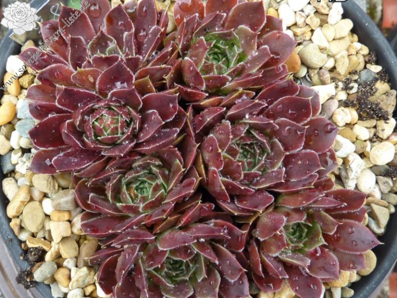 Brussels Glory / Jovi