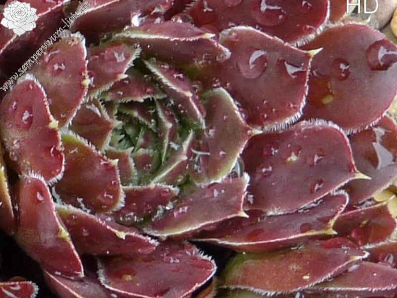 Brussels Glory / Jovi