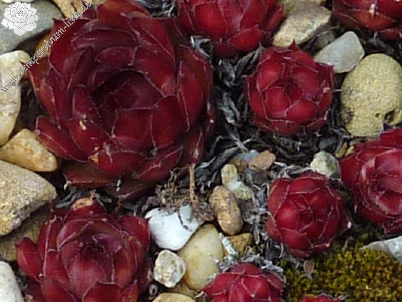 Irmine SempervivumListe