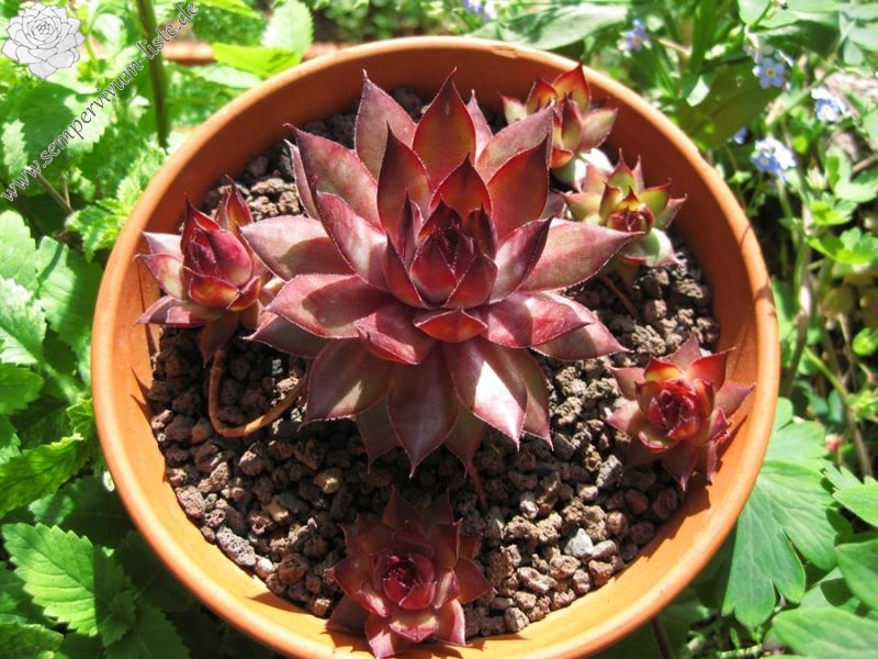 Irmine SempervivumListe