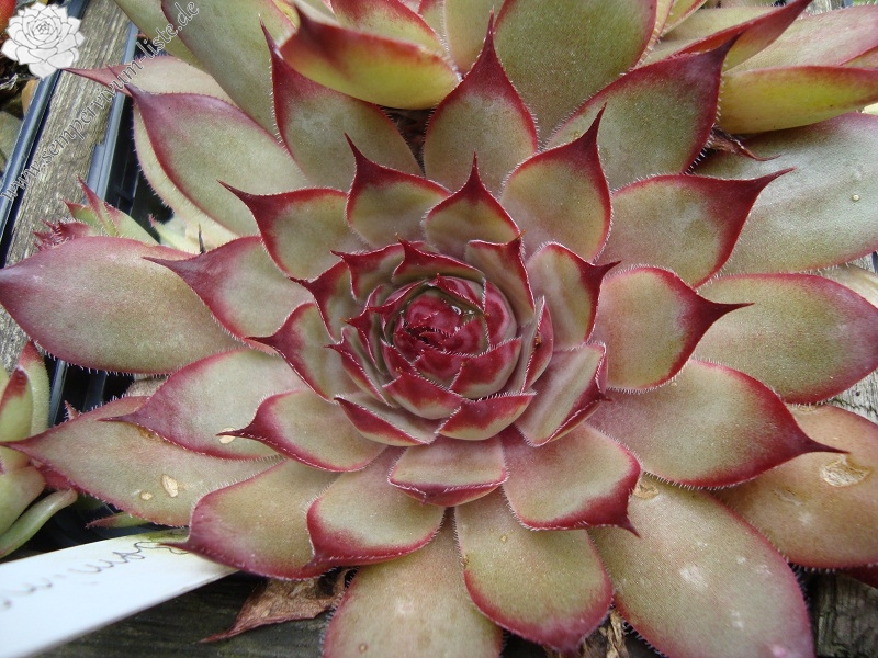 Irmine SempervivumListe